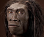 Homo erectus